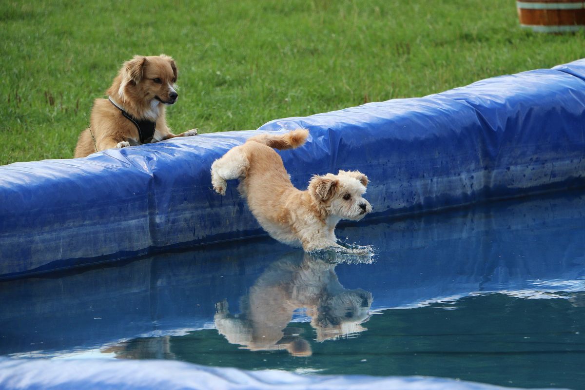 hundepool xxl 3
