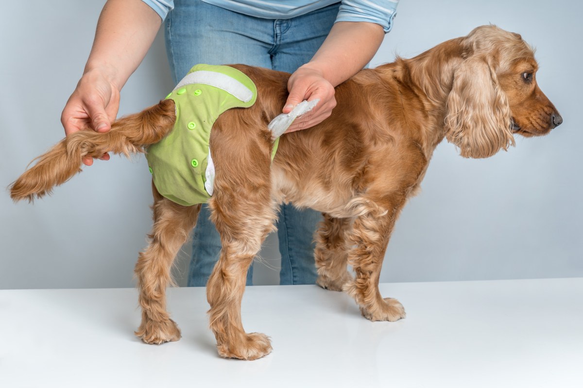 hundewindeln xxl 1