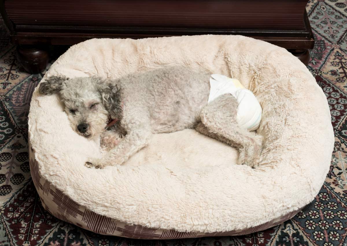 hundewindeln xxl 2