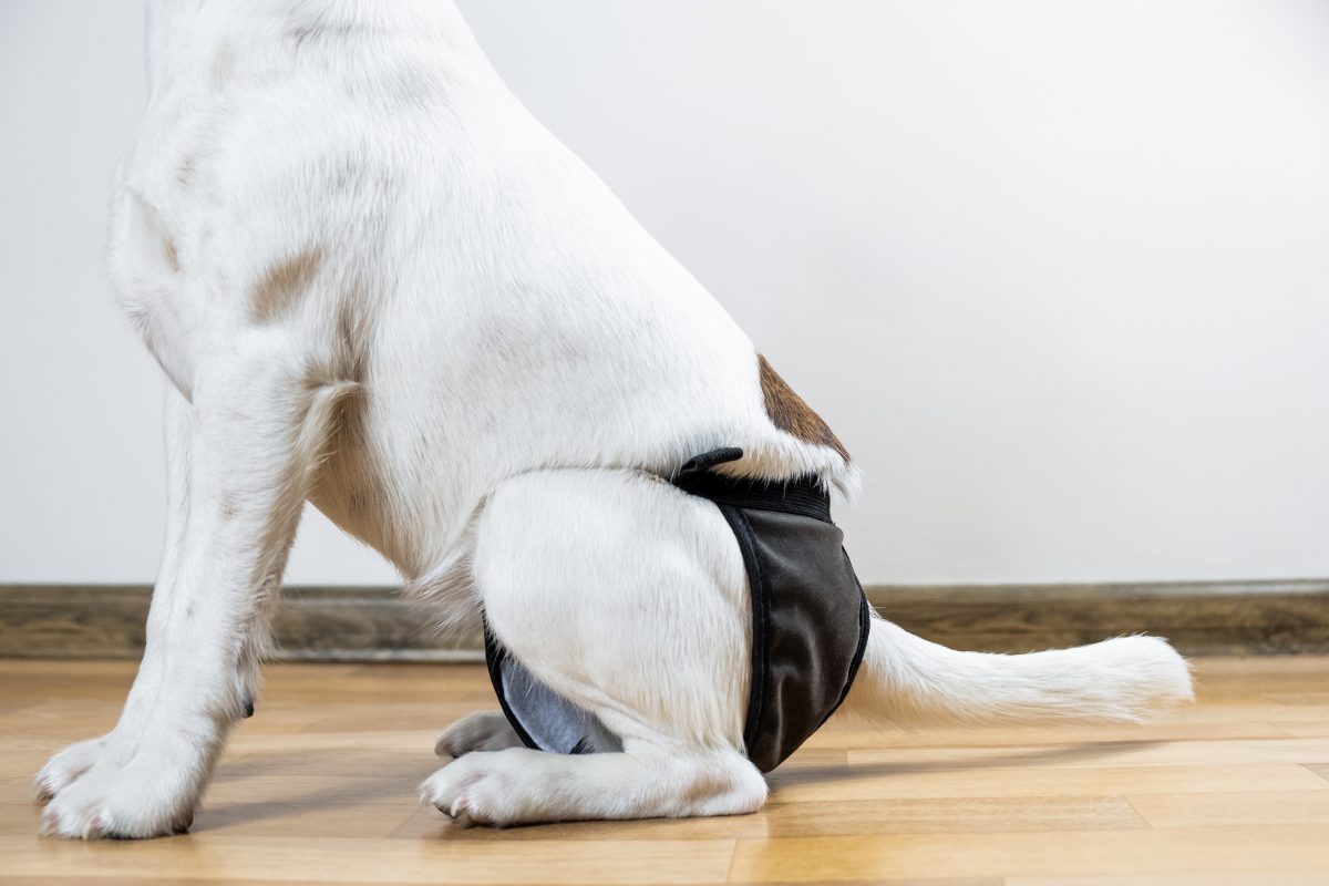 hundewindeln xxl 3