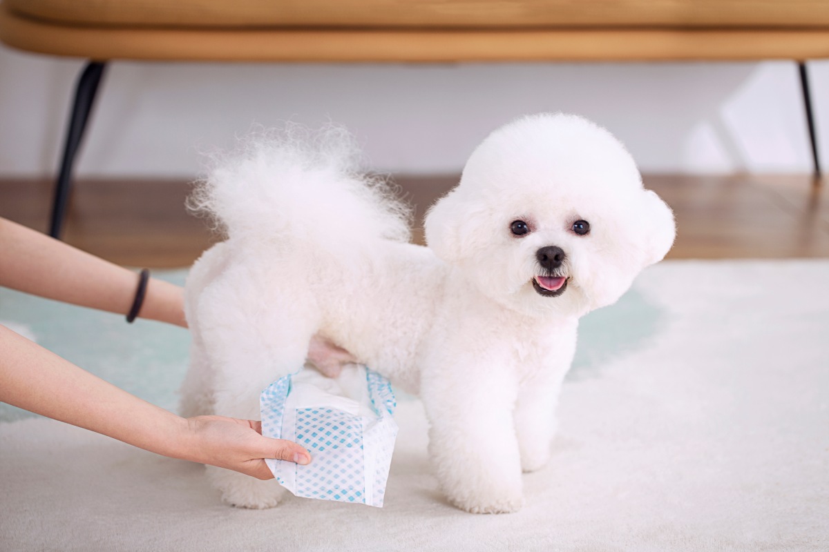 hundewindeln xxl 4