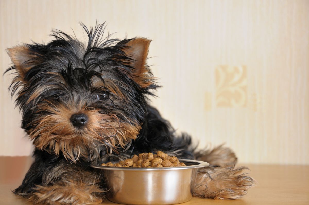 josera hundefutter 1