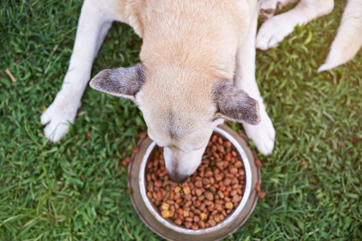 josera hundefutter 2