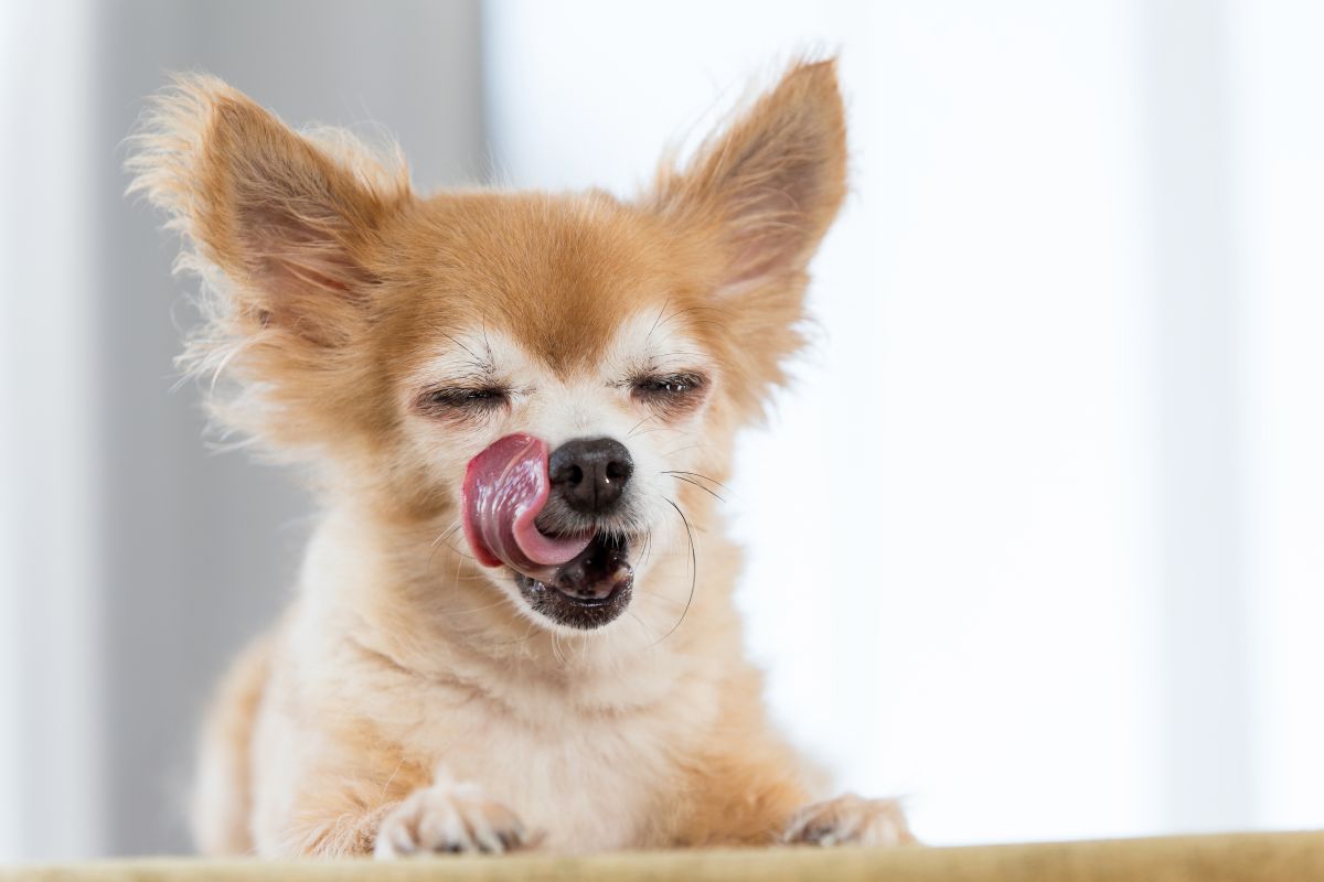 josera hundefutter 3