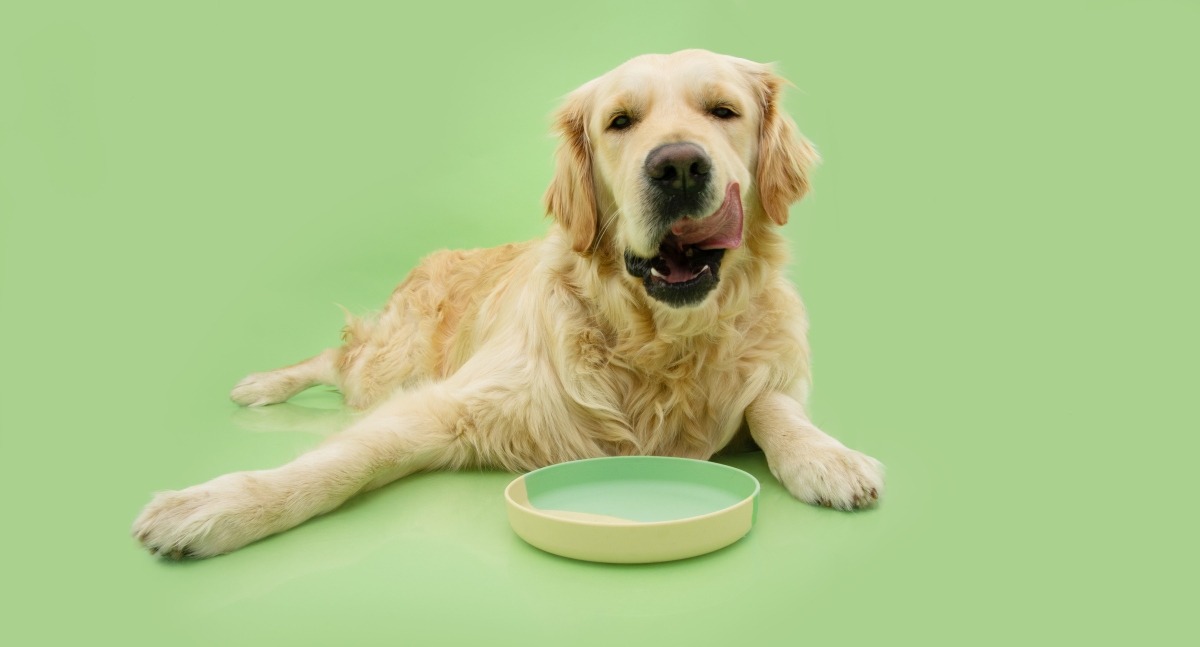 josera hundefutter lamm und reis