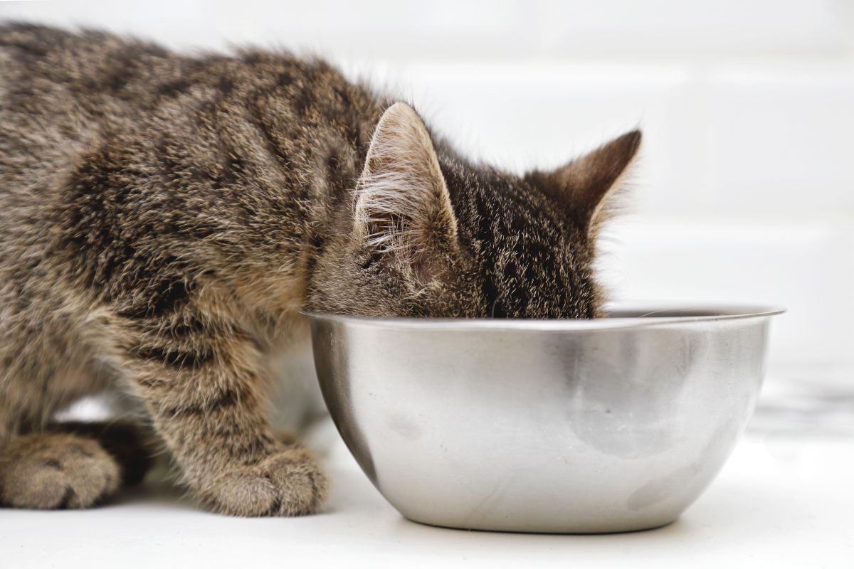 katzenfutter ohne zucker und getreide guenstig 1