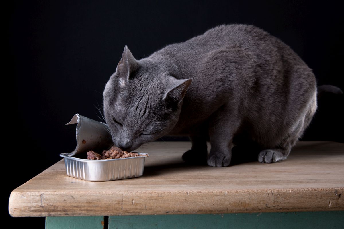 katzenfutter ohne zucker und getreide guenstig 2