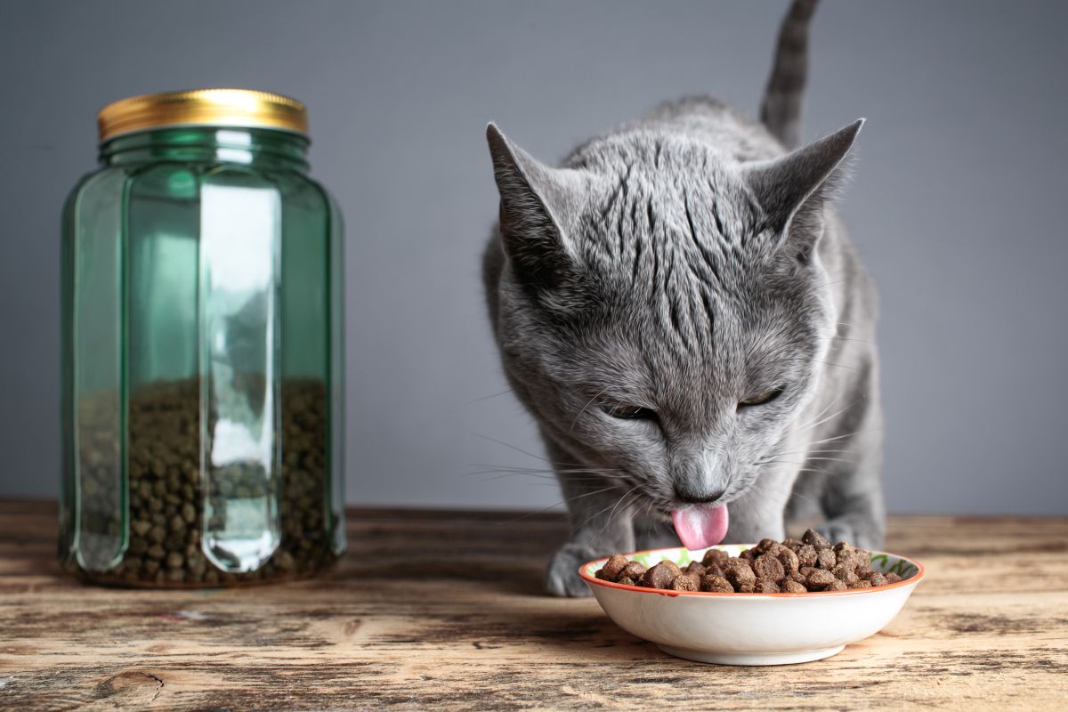 katzenfutter ohne zucker und getreide guenstig 3