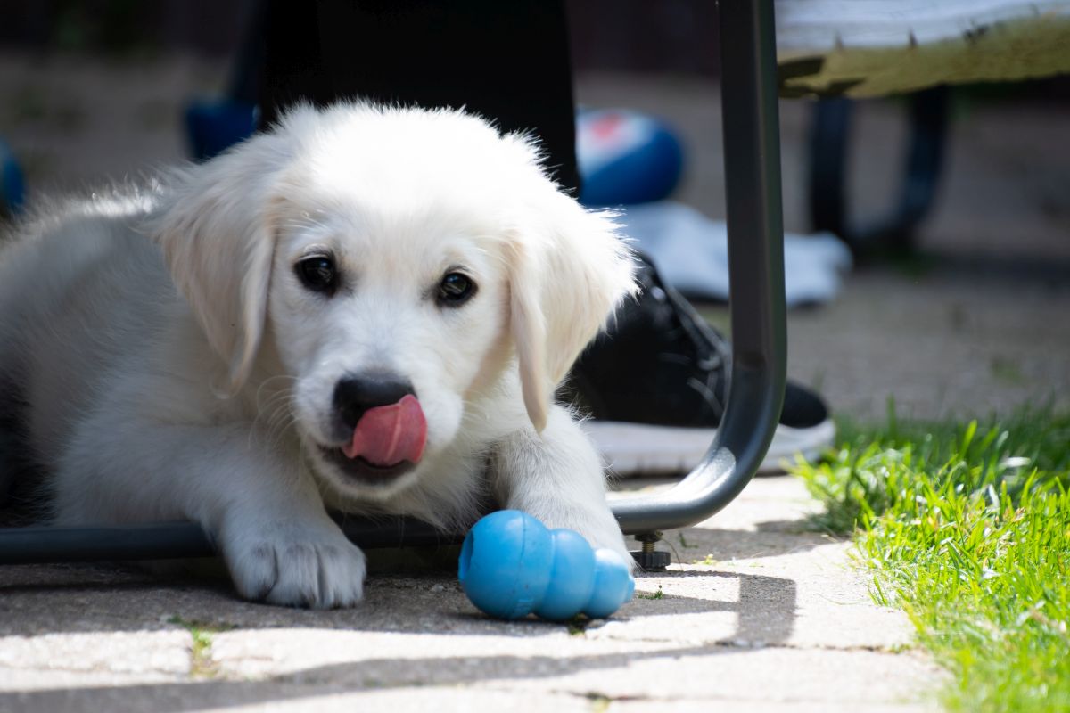 kong hund 1