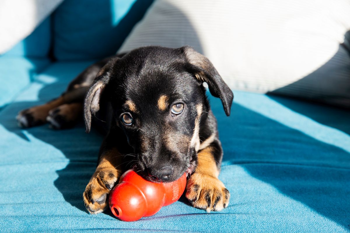 kong hund 3