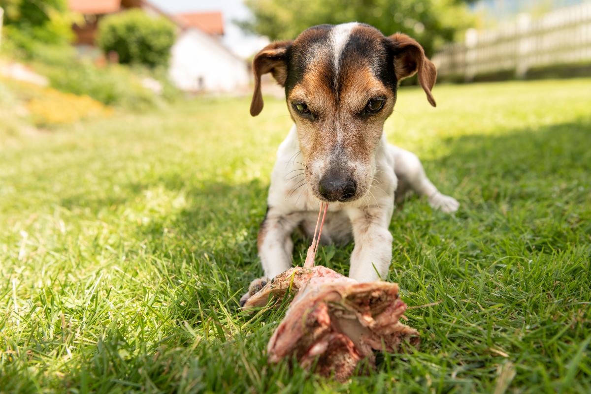 ochsenziemer hund 1