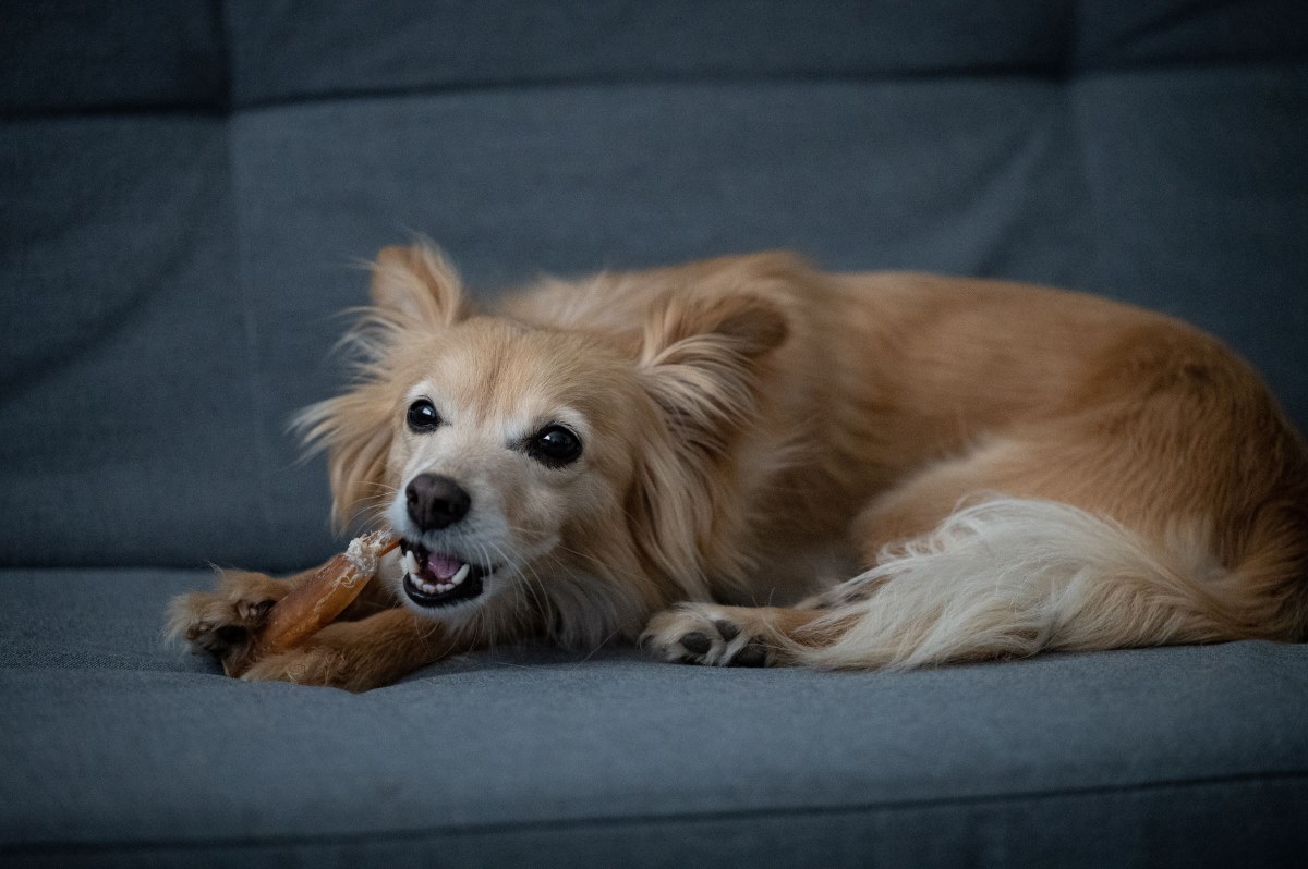 ochsenziemer hund 2