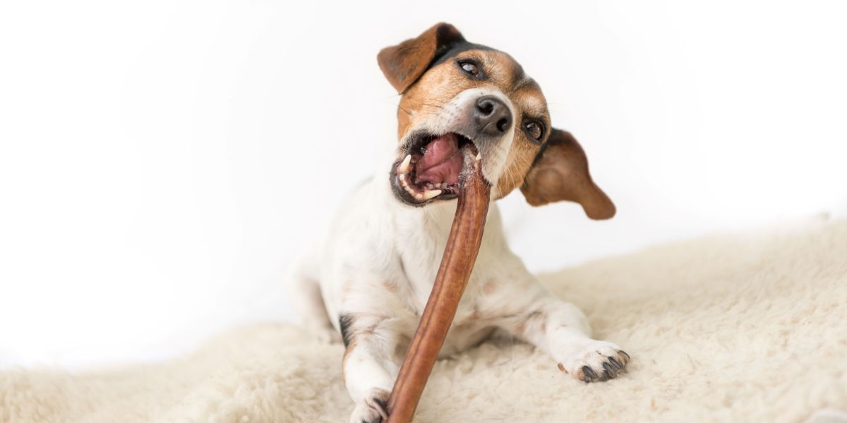 ochsenziemer hund 3