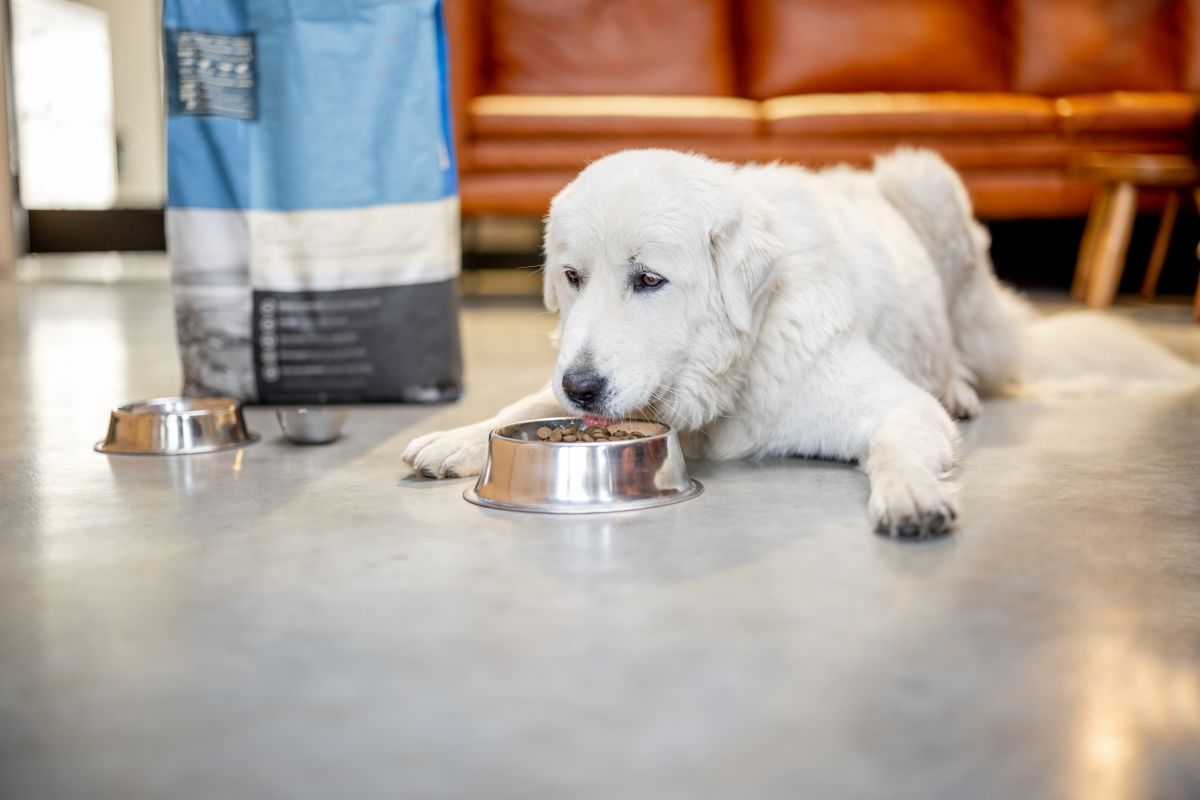 royal canin renal hund 2