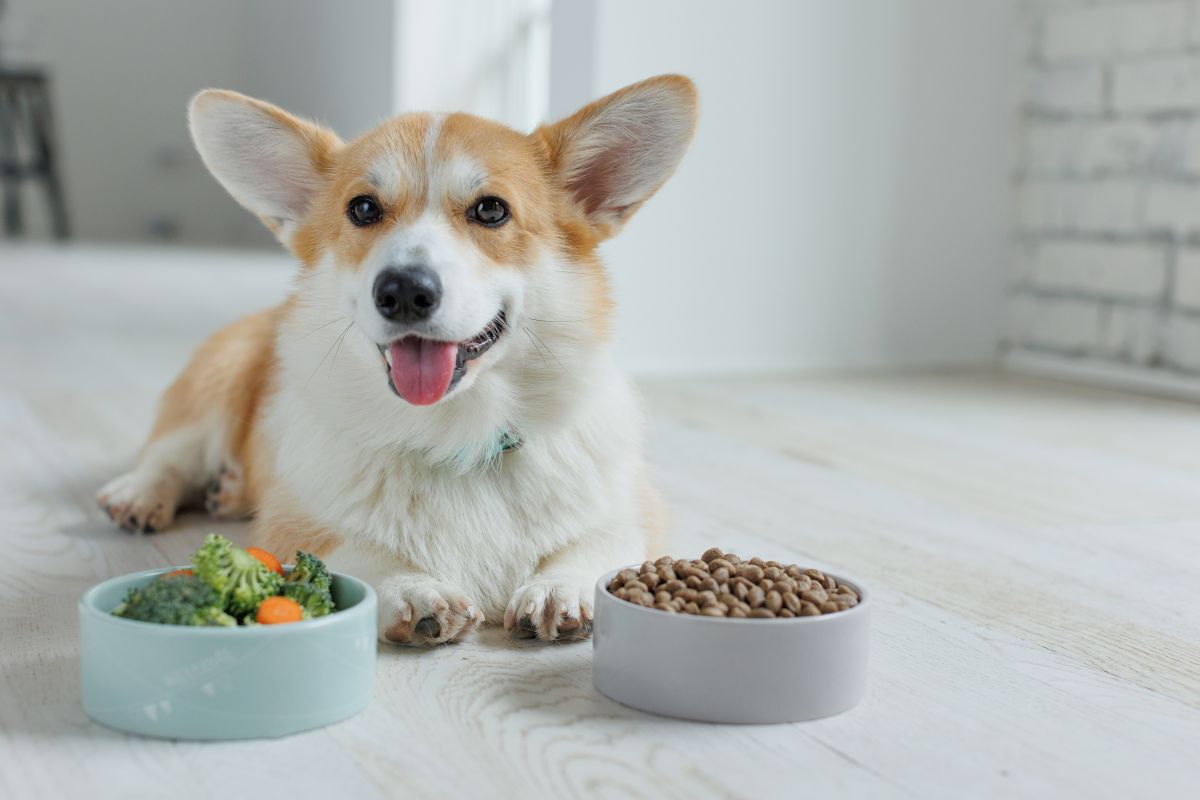 royal canin renal hund 3