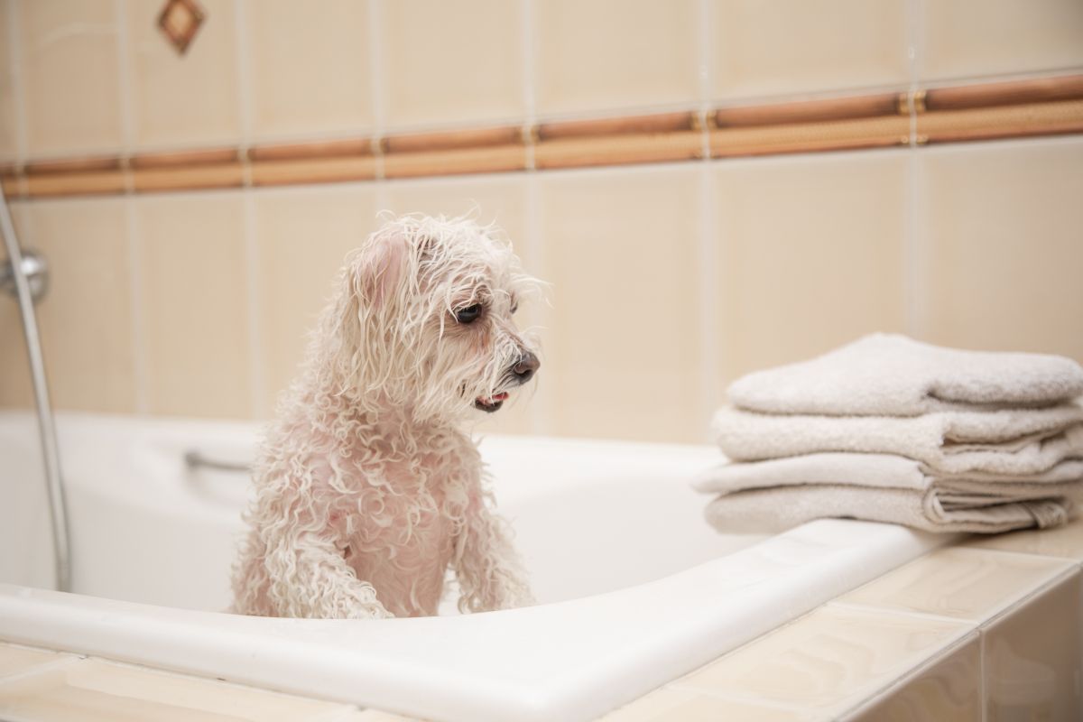shampoo fuer weisse hunde 1
