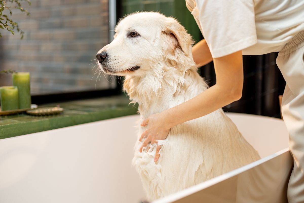 shampoo fuer weisse hunde 2