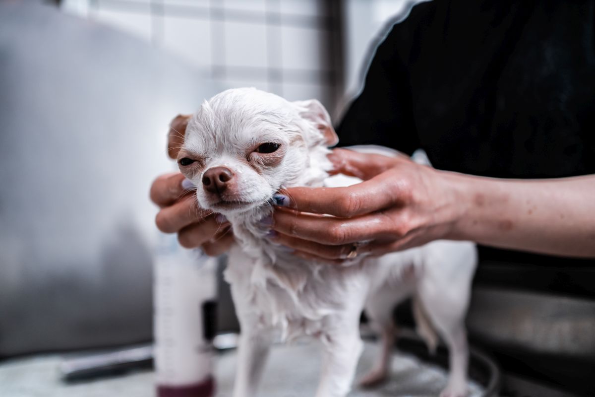 shampoo fuer weisse hunde 3