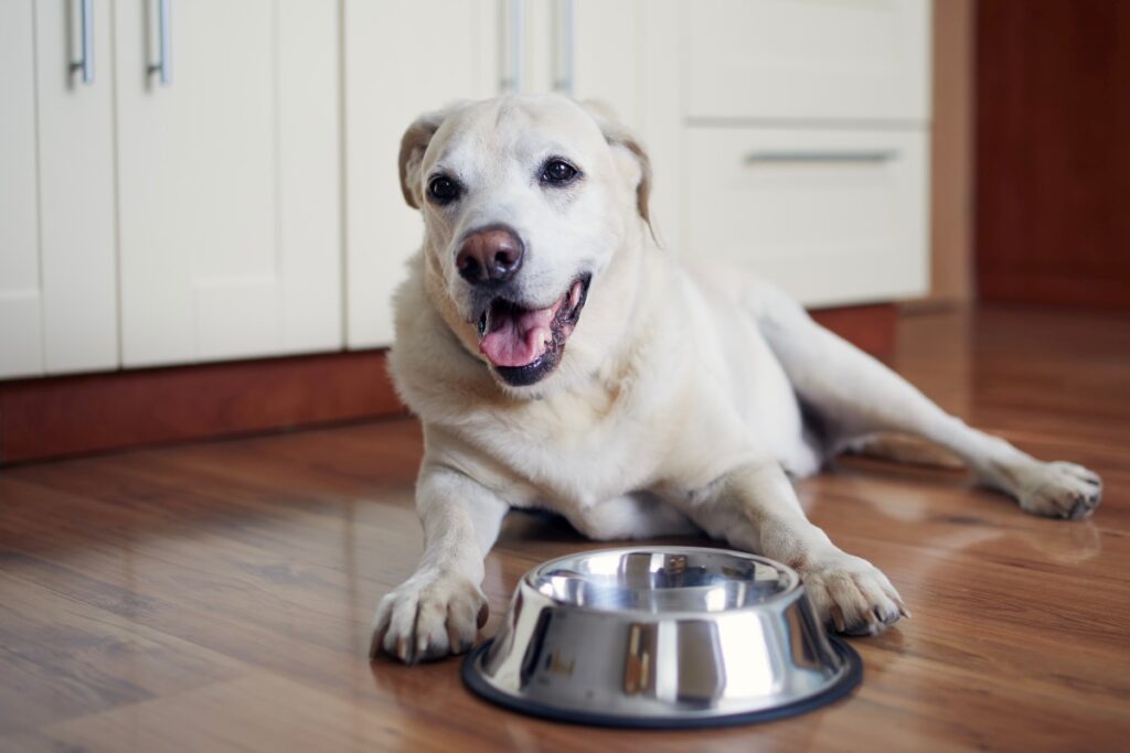 terra canis nassfutter hund