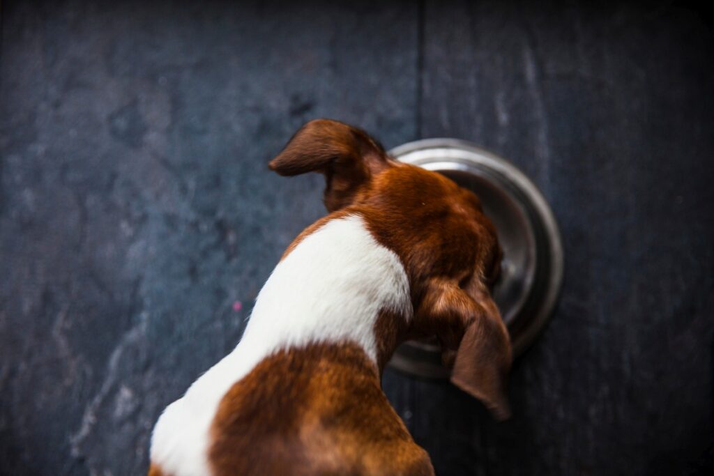 terra canis nassfutter hund
