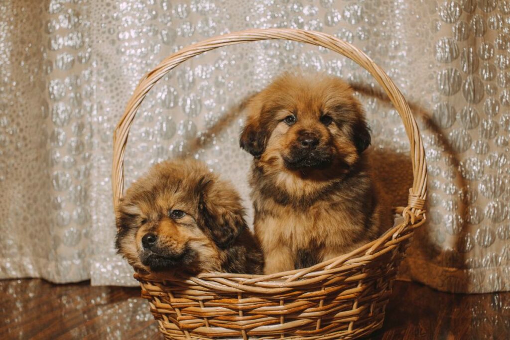 tibet dogge welpe