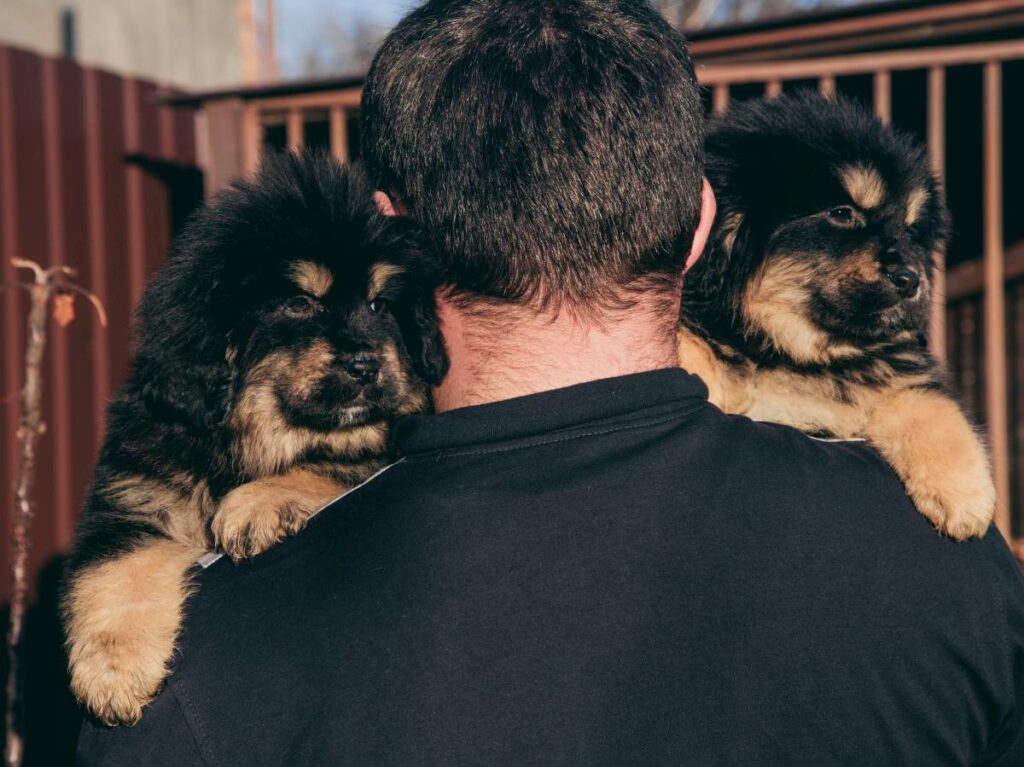 tibet dogge welpe