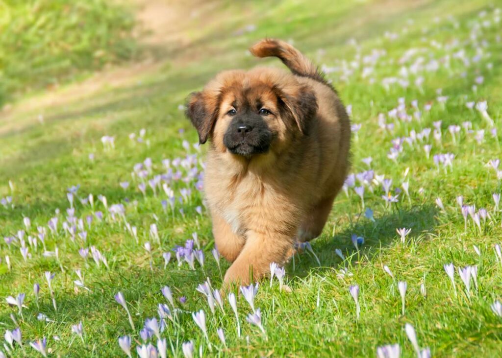 tibet dogge welpe