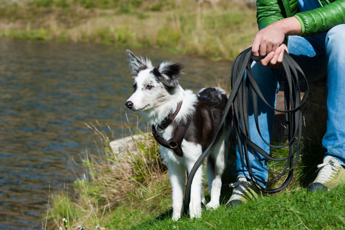 y geschirr hund 1