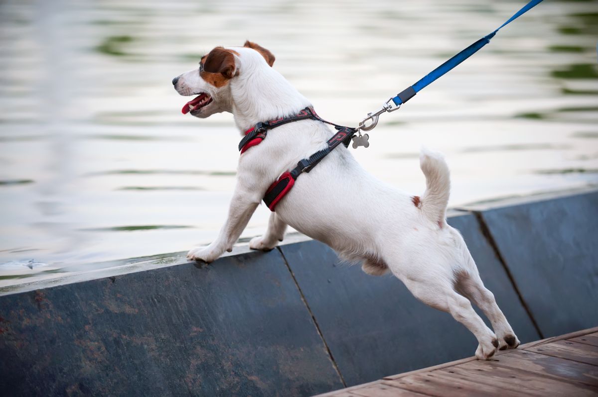 y geschirr hund 2
