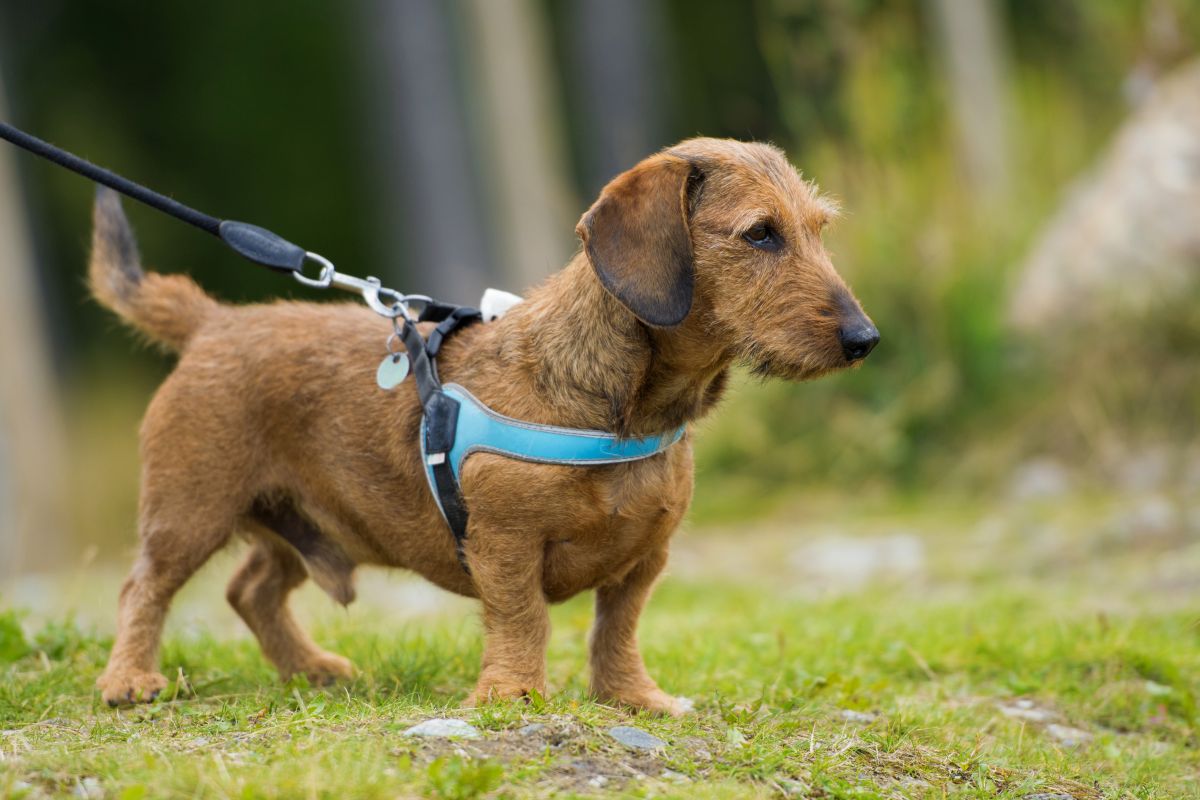 y geschirr hund 3