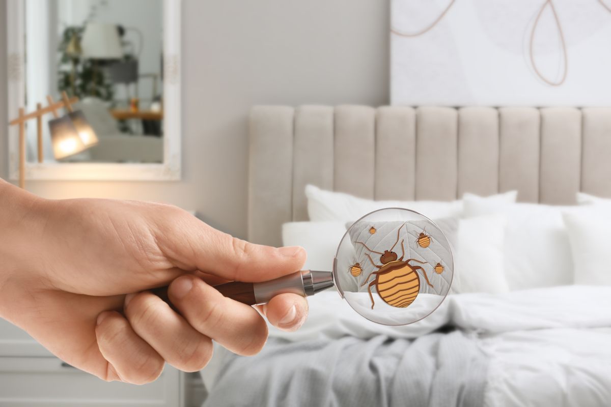 Ardap Fogger Shclafzimmer 3