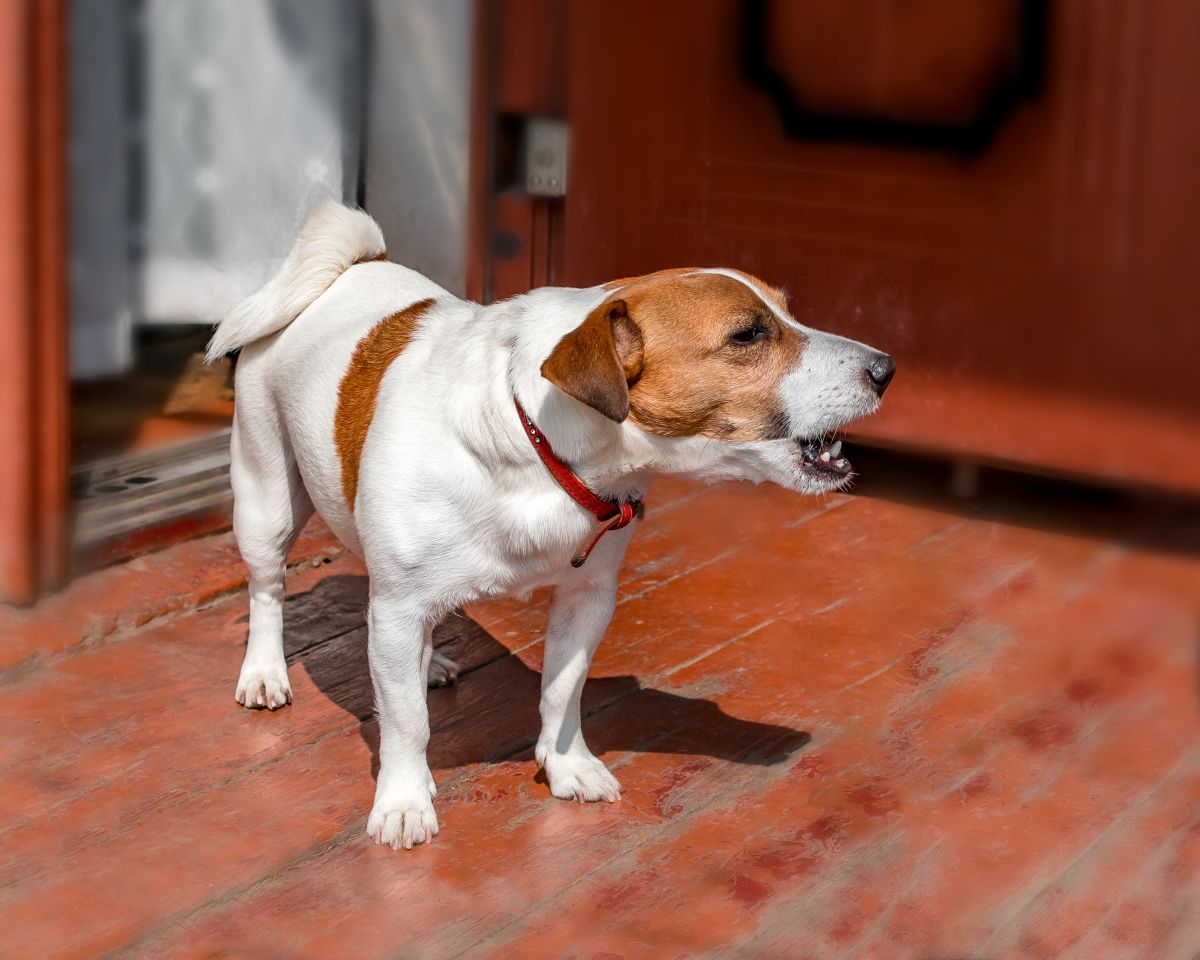 Ultraschall gegen Hundegebell 1