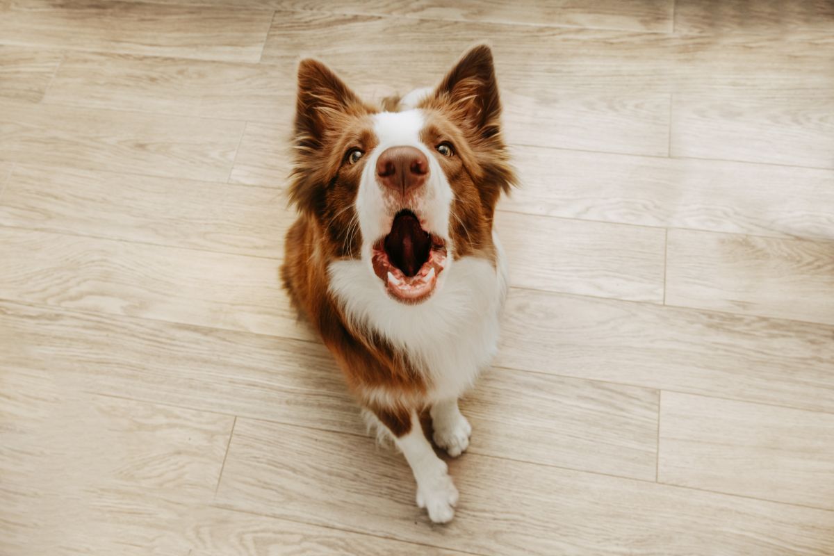 Ultraschall gegen Hundegebell 2
