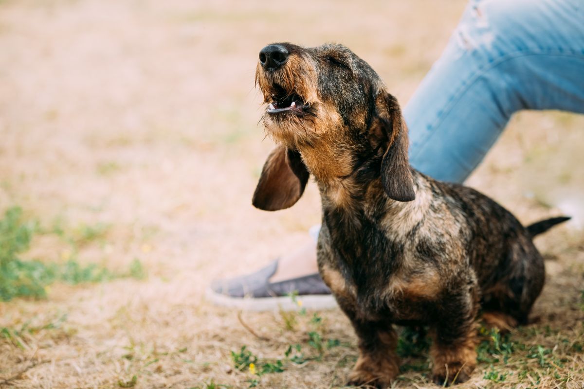 Ultraschall gegen Hundegebell 3