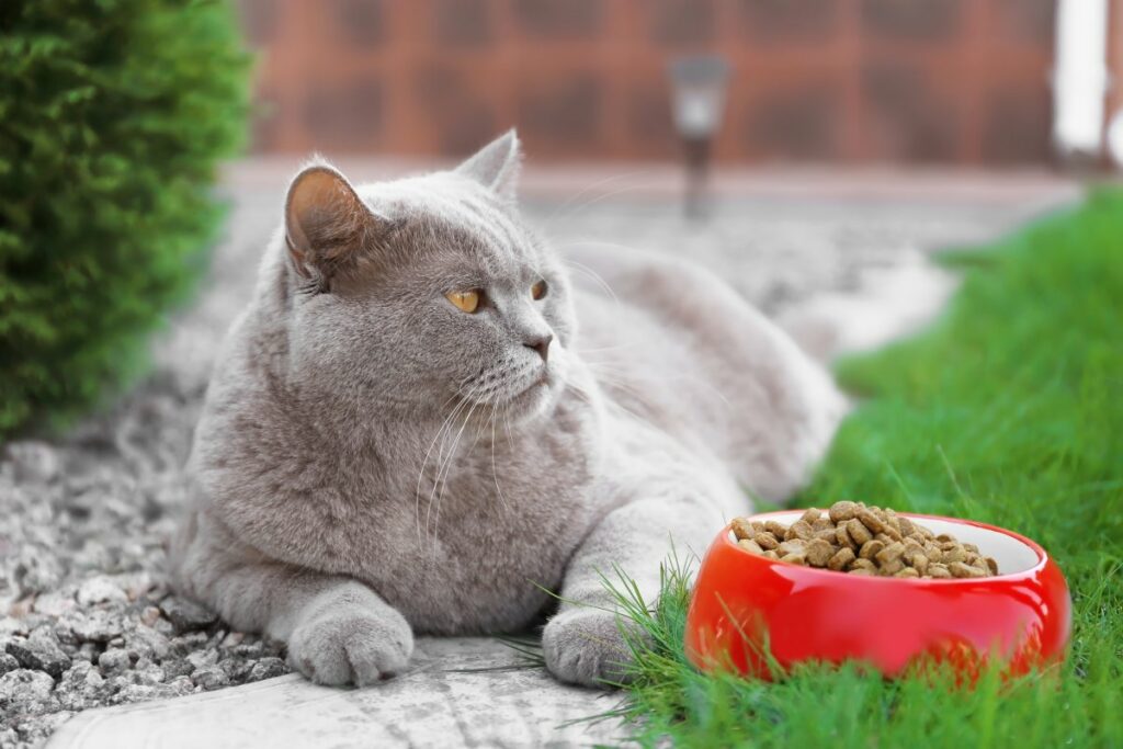 appetitanreger fuer katzen 1
