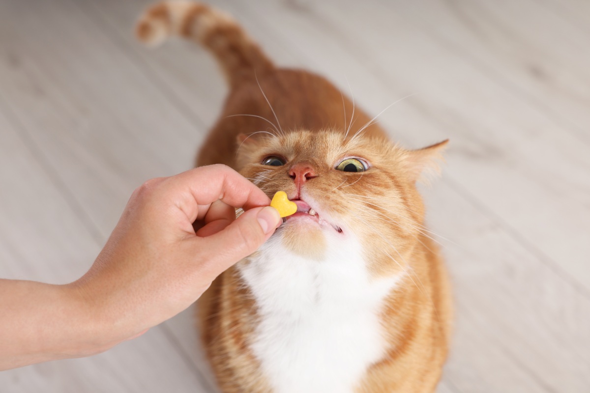 appetitanreger für katzen
