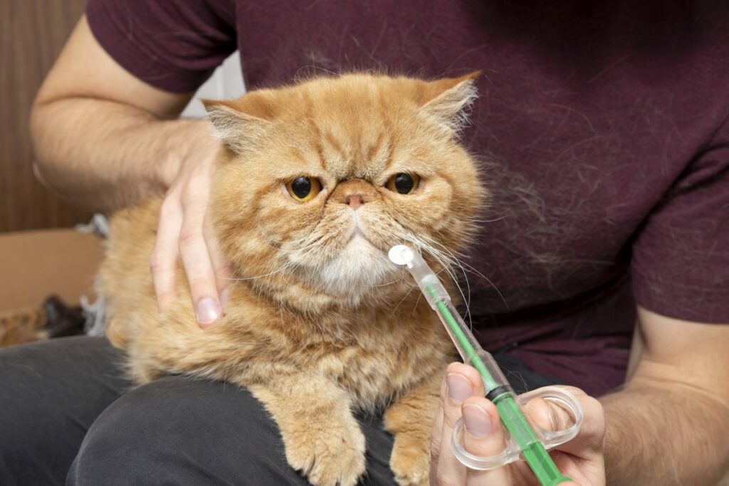 appetitanreger fuer katzen 3