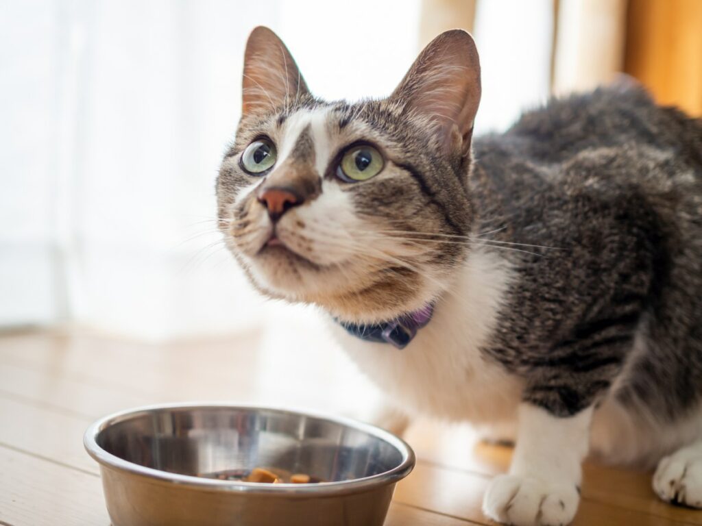 appetitanreger fuer katzen 4