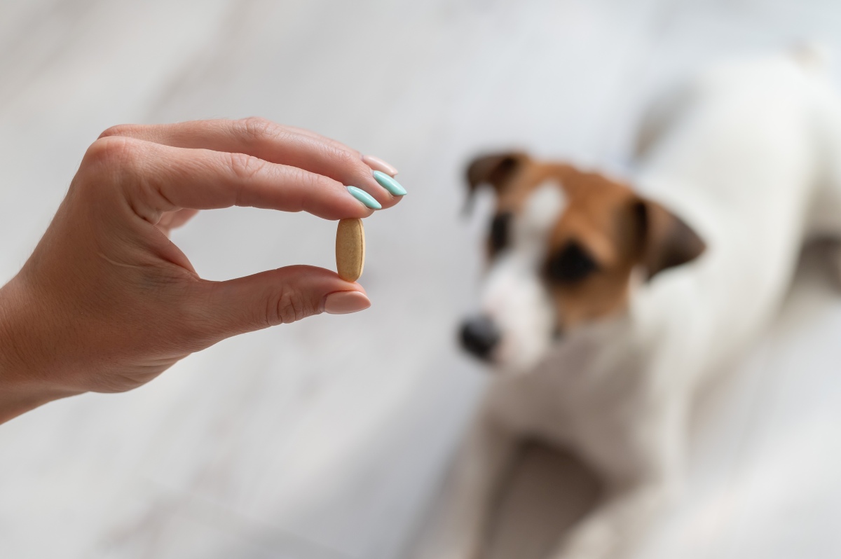 hund entwurmen apotheke 2