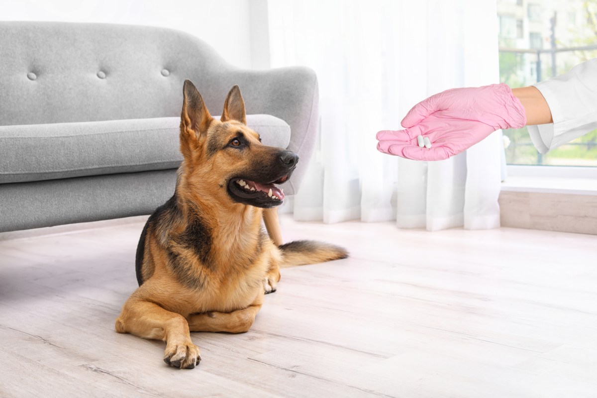 hund entwurmen apotheke 3