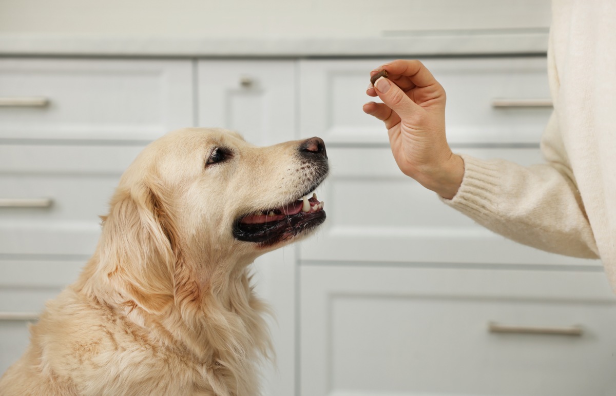 hund entwurmen apotheke 4