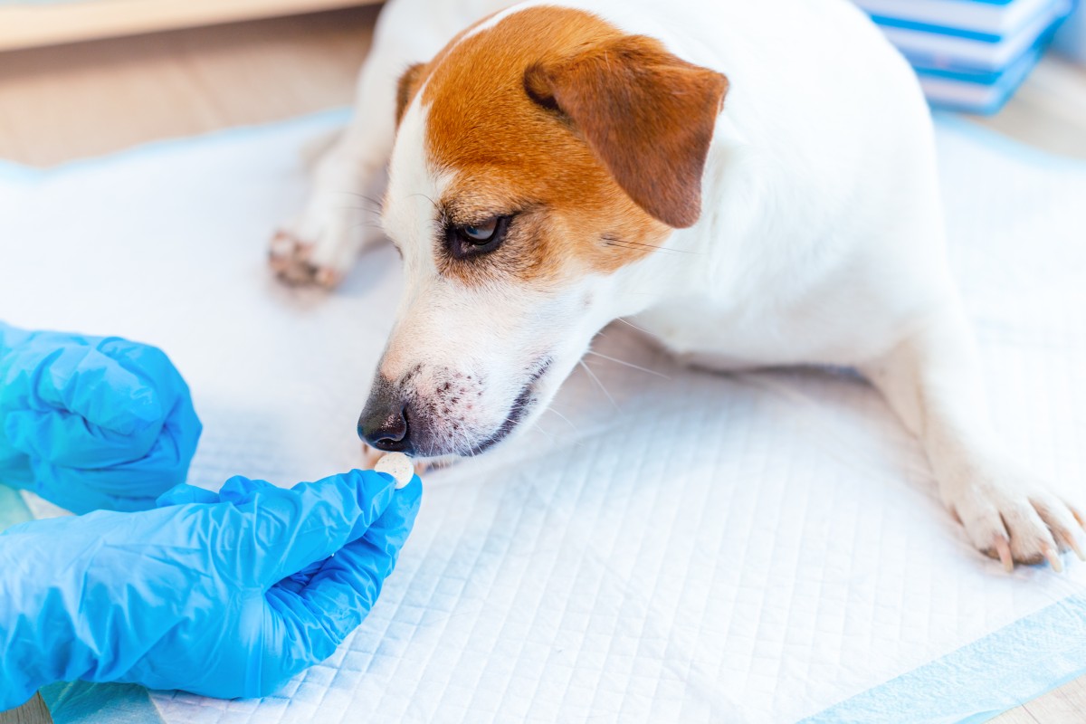 hund entwurmen apotheke