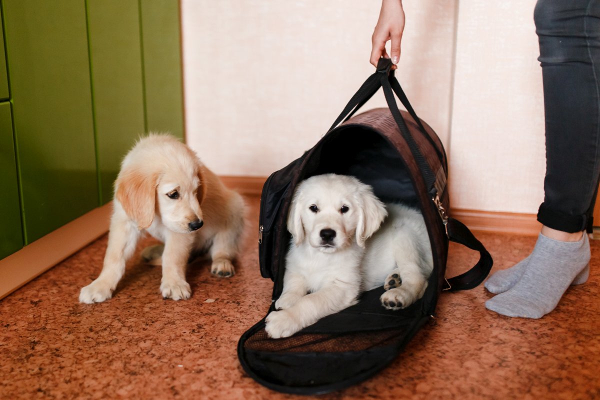 hunde tragehilfe selber machen