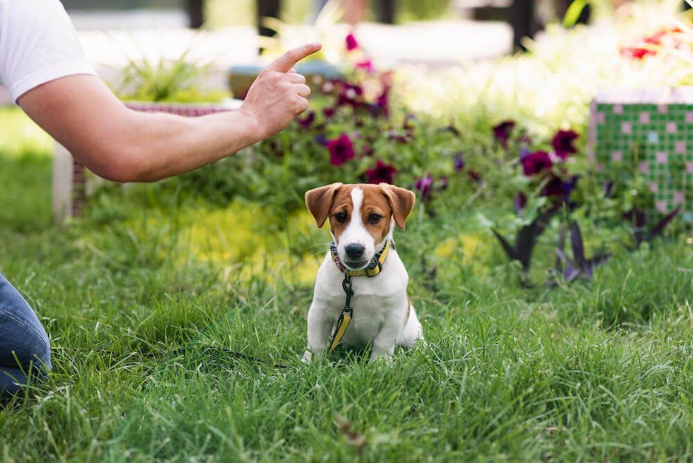 hypoallergenes hundefutter 3