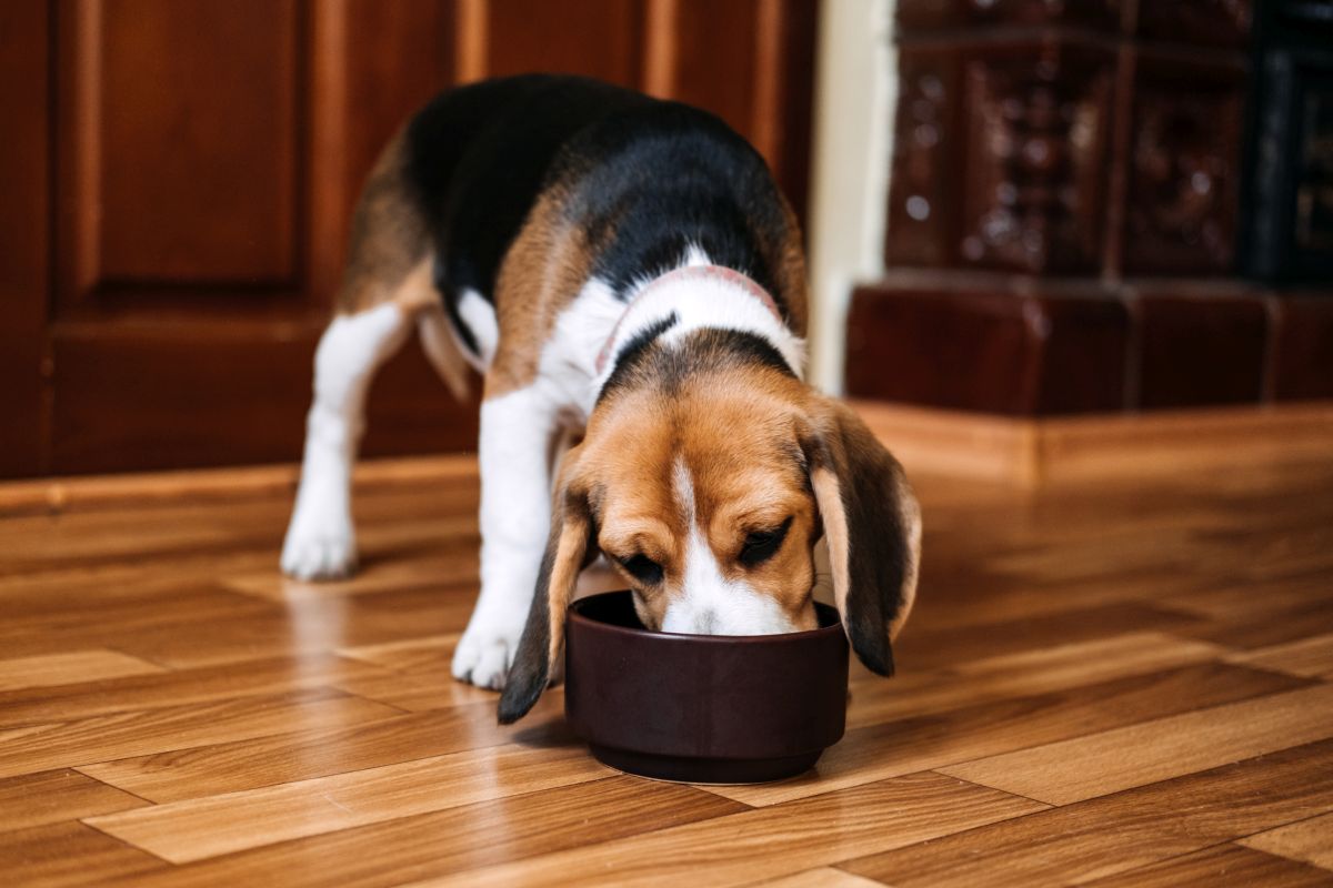 josera balance hundefutter 2