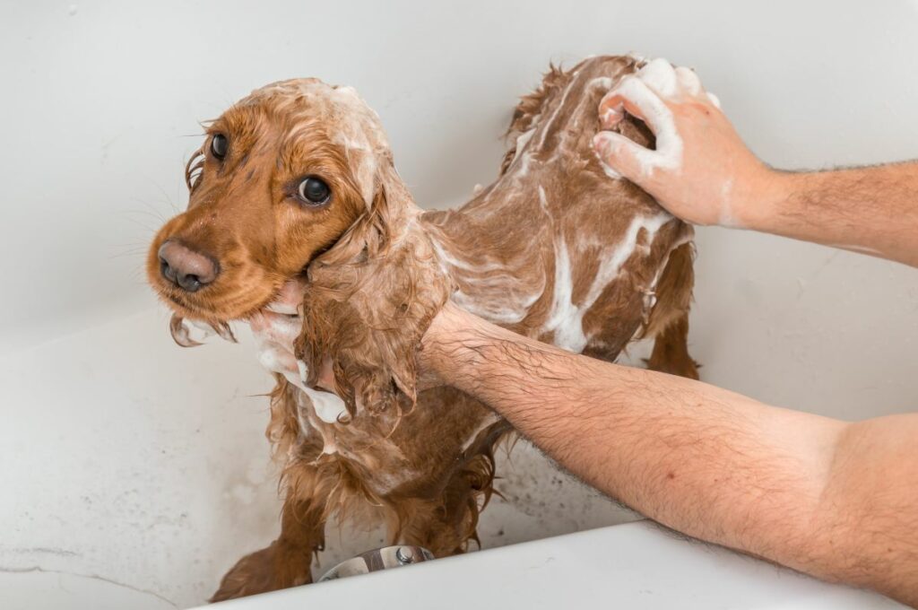 läuse shampoo