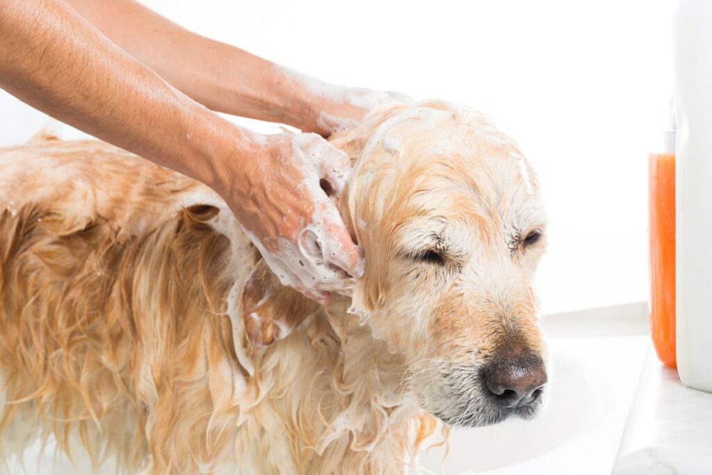 läuse shampoo