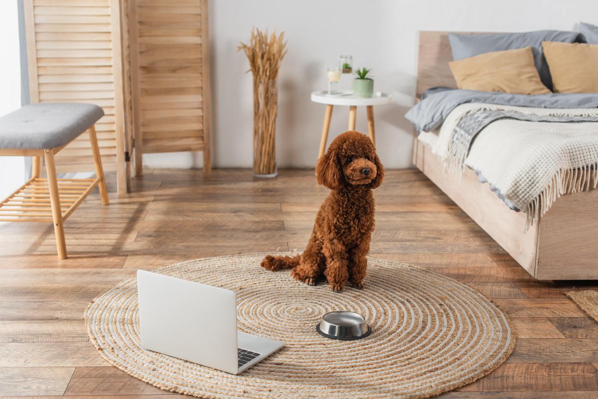 lidl hundefutter getreidefrei