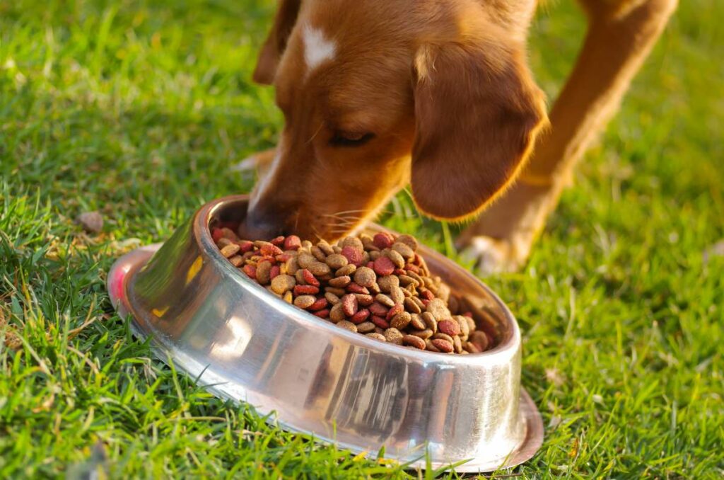 lidl hundefutter getreidefrei