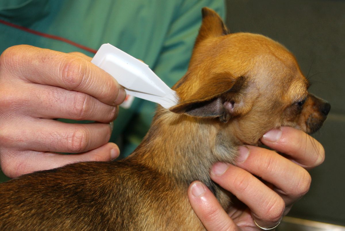 ohrentropfen hund entzuendung 1
